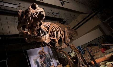 Paleontologists Report World S Biggest Tyrannosaurus Rex Science Bulletin