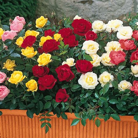 Propagating Miniature Rose Miniature Roses Are Readily Reproduced By