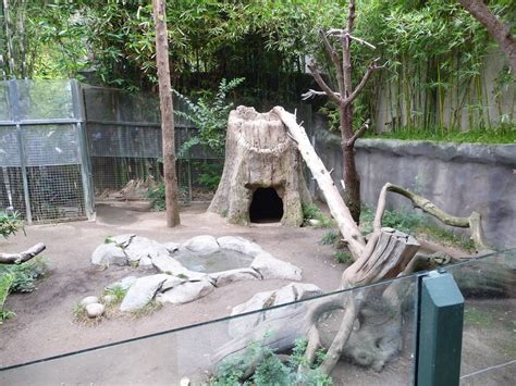 San Diego Zoo Giant Panda Exhibit Zoochat