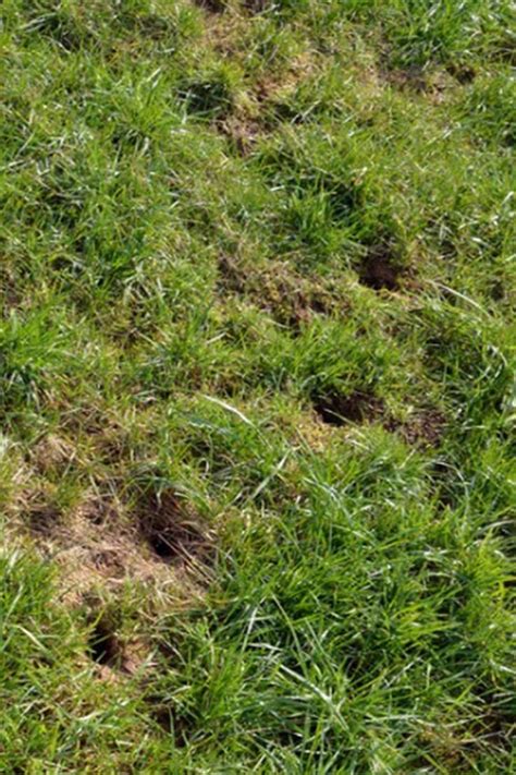 Holes In Your Lawn Can Make Your Yard Ugly Lets Look At What Causes Them And How To Fill The