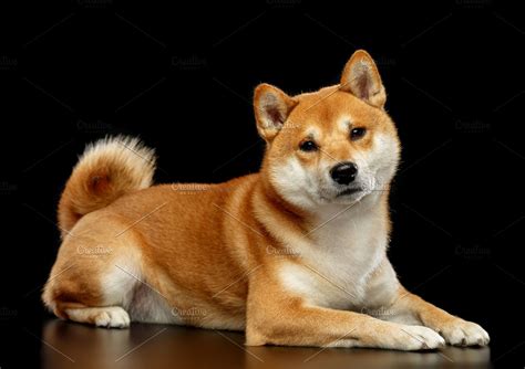 Shiba Inu Dog High Quality Animal Stock Photos ~ Creative Market