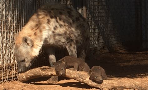 Double Delight With Two Adorable Spotted Hyena Cubs Born At Monarto Zoo