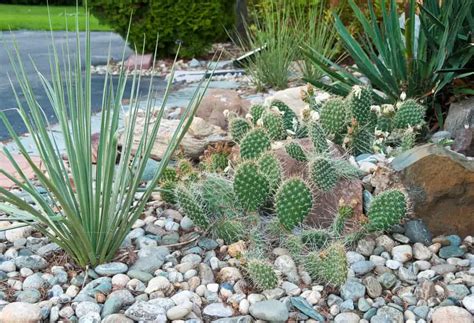 20 Stunning Cactus Garden Ideas Photo Gallery Home Awakening