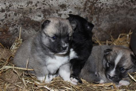 Jump to search for a puppy or dog puppies and dogs in california cities these adorable pups are available for adoption in los angeles, california. ICELANDIC SHEEPDOG PUPPIES FOR SALE - Langhus Lukka Horse ...
