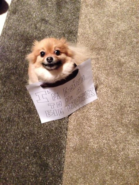 It can take up to 2 years for a female dog to develop regular cycles. How One Pomeranian and A Baby Became Adorably Photogenic Besties