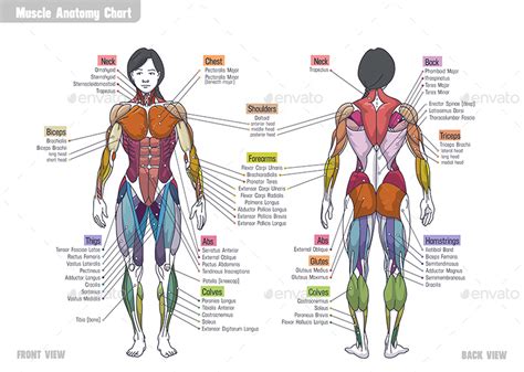 Female Chest Muscle Anatomy Diagram Neck And Chest Muscle Diagram