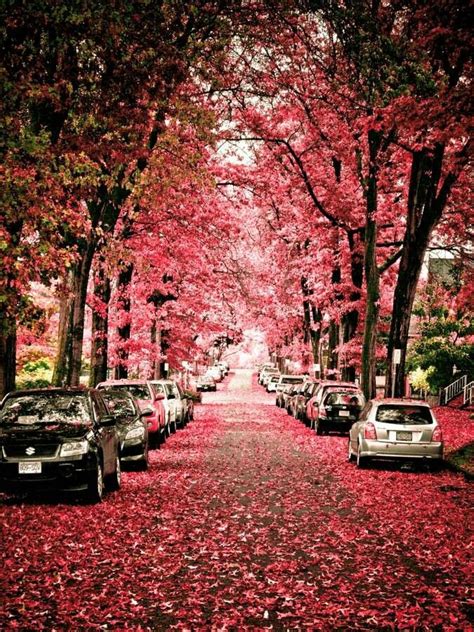 17 Best Images About Cherry Blossoms In Bc On Pinterest Park In