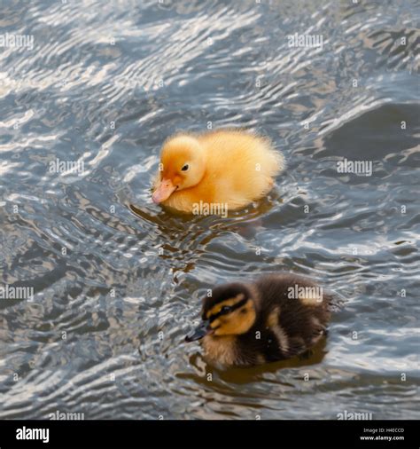 Two Baby Ducks Duckling Swimming In The Water Square Stock Photo Alamy