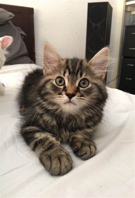 Stunning Norwegian Forest X Maine Coon Male Kitten In Southampton