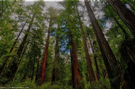 Top 8 Facts About Redwood Forest California Travel Innate