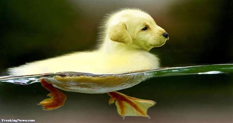 These 25 Animal Hybrids Will Blow Your Mind Except 19 I