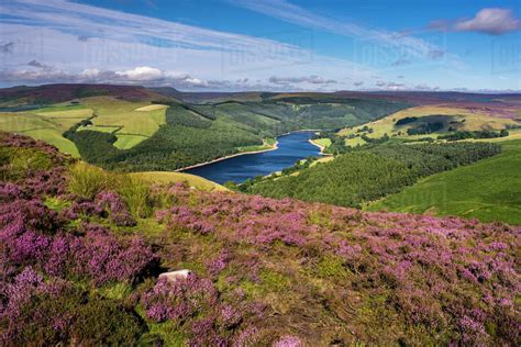 View Of Upper Derwent Reservoir And Flowering Heather In August From
