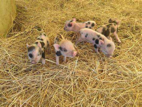 Our Smallest Baby Mini Pigs Windy Ridge Tree Farm