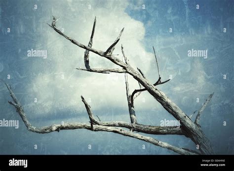 Dead Design Hi Res Stock Photography And Images Alamy