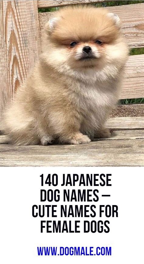 We did not find results for: 140 Japanese Dog Names - Cute Names for Female Dogs | Dog ...