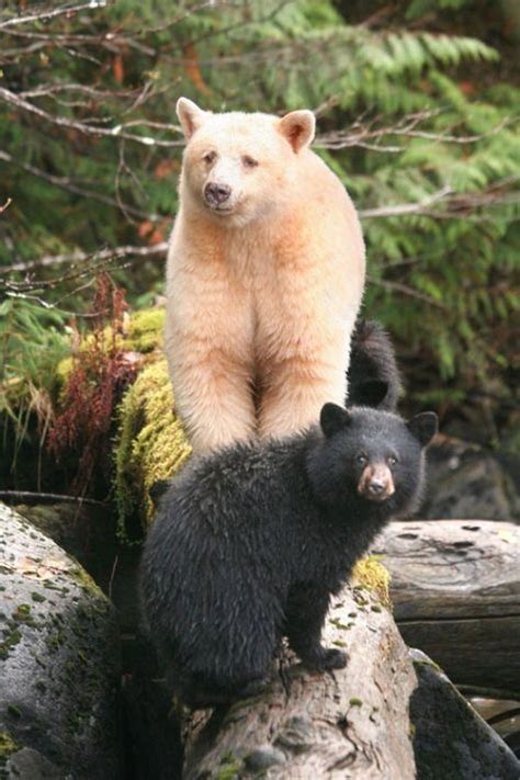 Jennifer Anton Kermode Bear Spirit Bear Black Bear