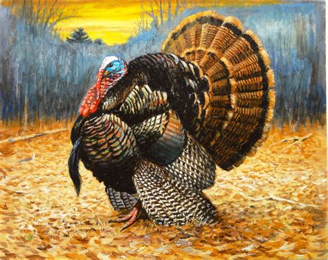 Wild Turkey Wallpapers Top Free Wild Turkey Backgrounds Wallpaperaccess