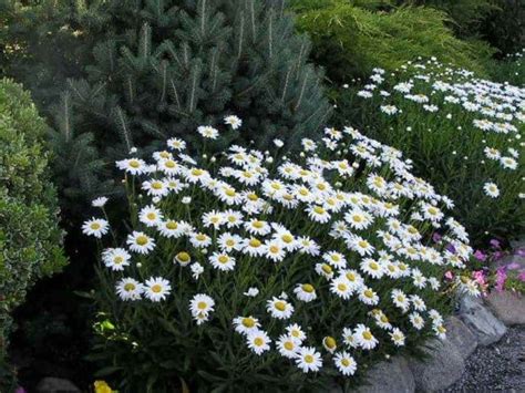 Maybe you would like to learn more about one of these? Bright Daisy Flower Garden Plants | Flower garden plants ...