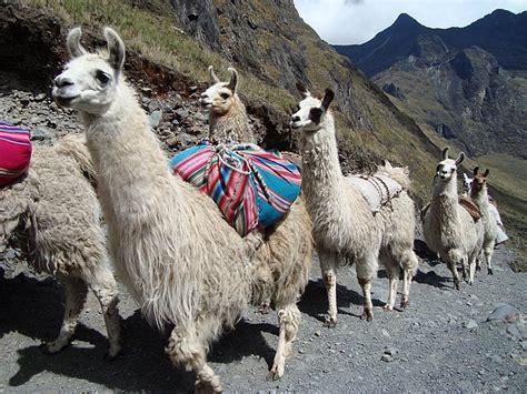 Committees, due to their reliance on several different opinions and viewpoints, produce results that are fragmented, inefficient, or of poor quality, especially compared to the work of a single individual or a small team. why does llama mean name | SpanishDict Answers