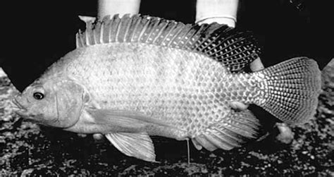 Genetically Male Vs Mixed Sex Nile Tilapia Performance Compared In Ras Responsible Seafood