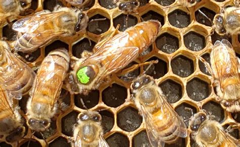 We offer pest management services to control mosquitoes, cockroaches, termites, bed bugs and rats. American City Pest & Termite helps apiary grow - Pest ...