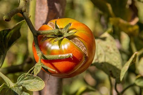 How To Identify And Treat Common Tomato Diseases Gardener S Path