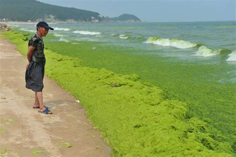 Beach In China Overrun By Green Algae Metro News