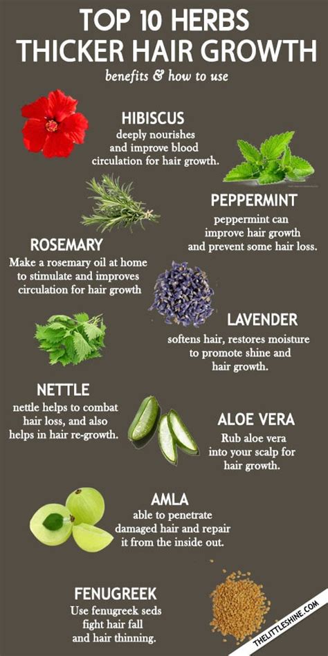Top 10 Amazing Herbs For Faster And Thicker Hair Growth The Little Shine