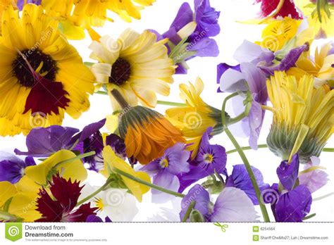 Edible Flowers Isolated stock photo. Image of agriculture - 6254564