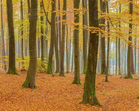 Beech Tree Forest In Autumn Spessart Bavaria Germany Stock Photo