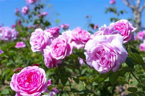 How To Grow Better Roses This Summer Loveland Properties