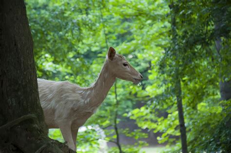 White Fallow Deer Doe Photograph By Flees Photos Pixels