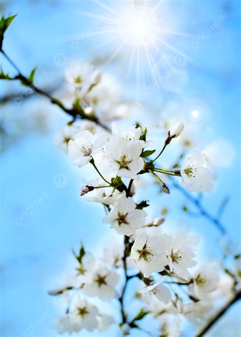 Sunlight Spring Cherry Tree Branches Blue Sky Background Flowers Halo