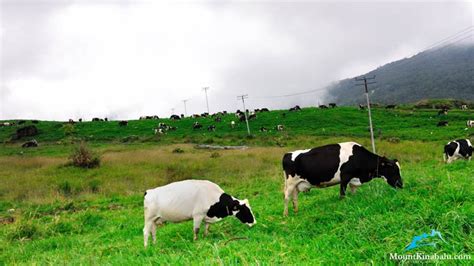 Mini new zealand malaysia על ‪desa dairy farm‬. Kinabalu Park With Rumah Terbalik & Desa Cow Farm Tour ...