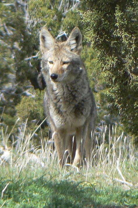 Alpha Male Coyote In Our Yard Photo By Cis Alpha Male Coyote Alpha