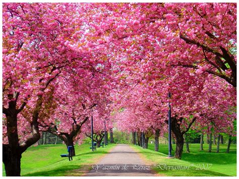 Beautiful Pink Blossming Tree During Spring Season Truly Hand Picked