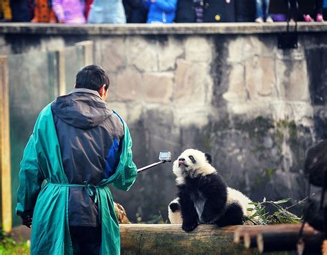 Super Cute Panda Twins Make Debut In Chongqing Global Times