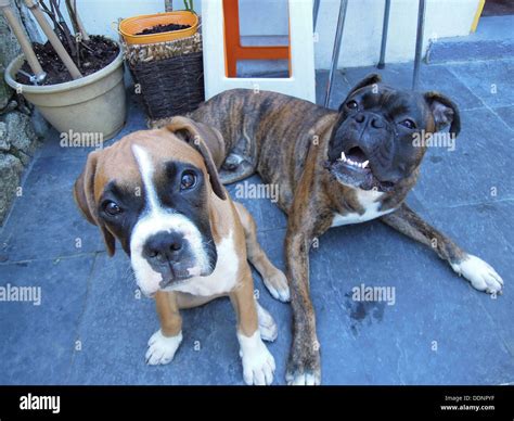 Two Boxer Dogs One Lying One Sitting Stock Photo Alamy
