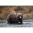 Hunter Attacked By Surprised Grizzly Bear In Alaska Animal Shot Dead 