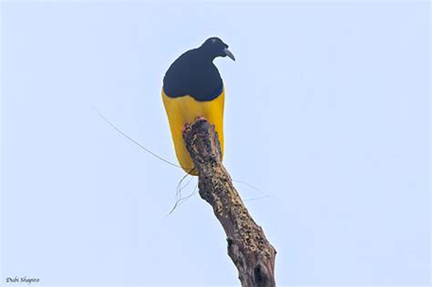 Twelve Wired Bird Of Paradise