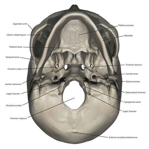 Inferior View Of Human Skull Anatomy With Annotations Poster Print By