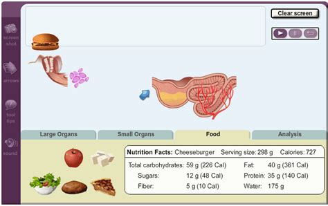 Student Exploration Digestive System Gizmos Answers