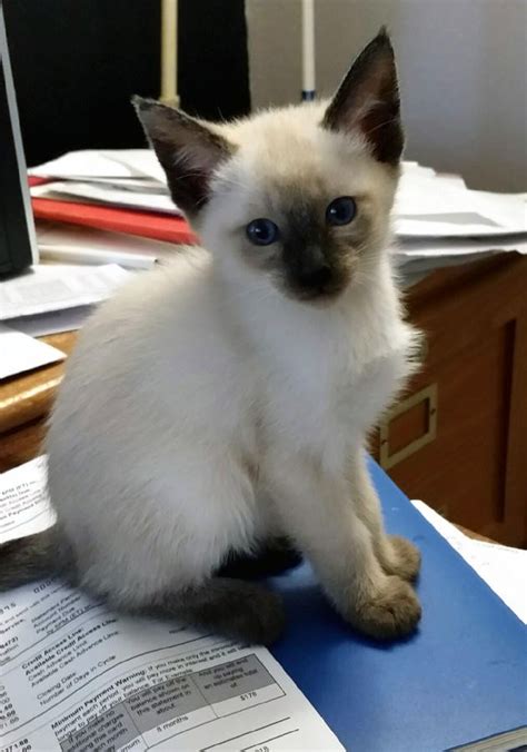 Learn about three siamese rescues and a few the siamese cat rescue center is a network of rescues that foster siamese cats and kittens from. Siamese Cats For Sale | Kansas City, MO #288549 | Petzlover