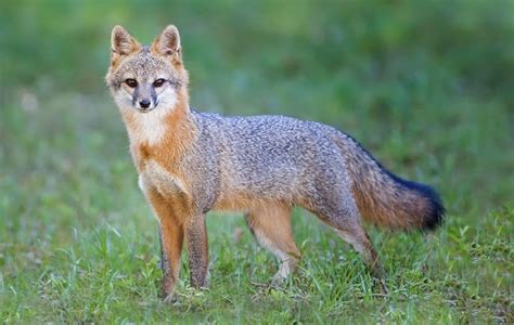 Foxes As Pets Everything You Need To Know Exoticpetshq