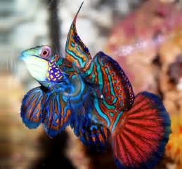 picture of a mandarin goby