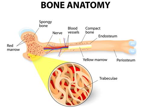 Bones And Type Of Bone Part 2