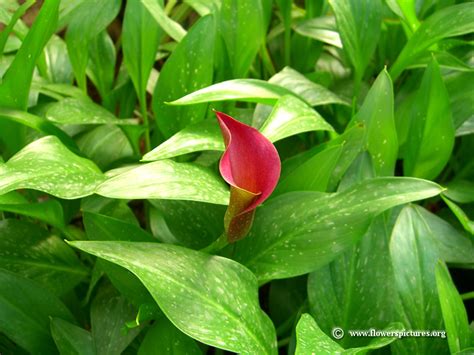 With very little work needed, they will burst into bloom and add bright notes of summer color calla lilies grow in full sun or partial shade. Picture of calla lily flower with leaf
