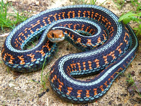 Designated as an endangered subspecies since the year 1967, it is endemic to san mateo county and the extreme northern part of coastal santa cruz county in. Fluidr / Cal Red Side Garter Snake Thamnophis sirtalis ...