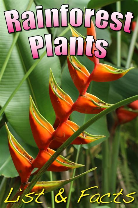 List Of Tropical Rainforest Plants List 2023