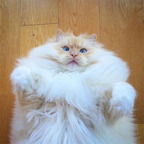 This Incredibly Fluffy Cat Looks Like A Cloud Top13